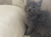 Grey Maine Coon x Ragdoll Boy