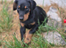 KC reg Dobermann puppy (READY)