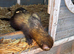 Last years hob ferret