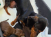 Daschund puppies