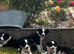 Beautiful Border Collie Puppies For Sale
