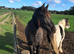 Fell Gelding for sale