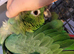Outstanding hand tame Mealy amazon