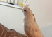 Albino Semi Tame cocktail