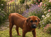 5 Star Licensed Breeder Rhodesian Ridgebacks