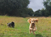 Honey female Cockapoo