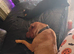 Shar pei / beagle mix breed female