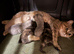 British shorthair babies
