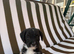 Russel puppies