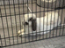 Mini lop rabbit