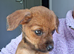 BORDER/CHI FEMALE 12 WEEKS