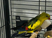 Rock pubbler parrot