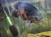 Oscar and 2 plecos