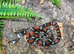 Sinaloan Milk Snakes at Birmingham Reptiles (Male het albino left)