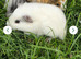2 female guinea pigs