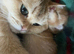 Pedigree British shorthair