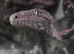 CB24 Female Leichianus Gecko