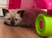 Siamese x ragdoll