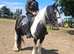 14.2/3hh 6 year old cob mare
