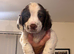 Kc registered springer spaniel working lines