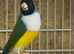 Various gouldians