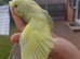 Hand reared super tame budgie