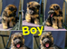 2 German shepherd beautiful puppies