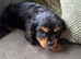 Extra special cavalier pups