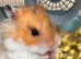 Hamster and enclosure