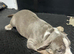 Micro Pocket bully puppies