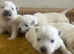 West Highland terrier puppies for sale!