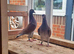 Mueleman racing pigeon for sale