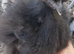 Black&gold silkies hatch 19/05/2026, off heat, unsexed