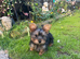 Male Yorkshire Terrier