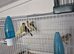 4 hens nice birds.