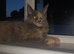 Tortie maine coon girl