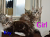 Maine coon kittens available One left.