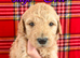 Australian Labradoodle Puppies