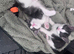 Last 2 male kittens