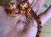 Young corn snake