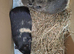 Guineapig boys age 1.5