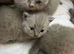 Lilac British shorthair