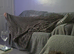 African grey parrot