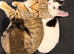 Cute kitties are looking for a home.