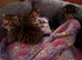 Kittens for sale