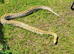 Female hypo caramel burmese python