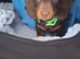Miniature Dachshund