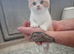 Red Bi-Colour British Shorthair Boy Left