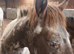 Aphc appy quality colt x knabbstrupper