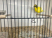Champion Fife canaries